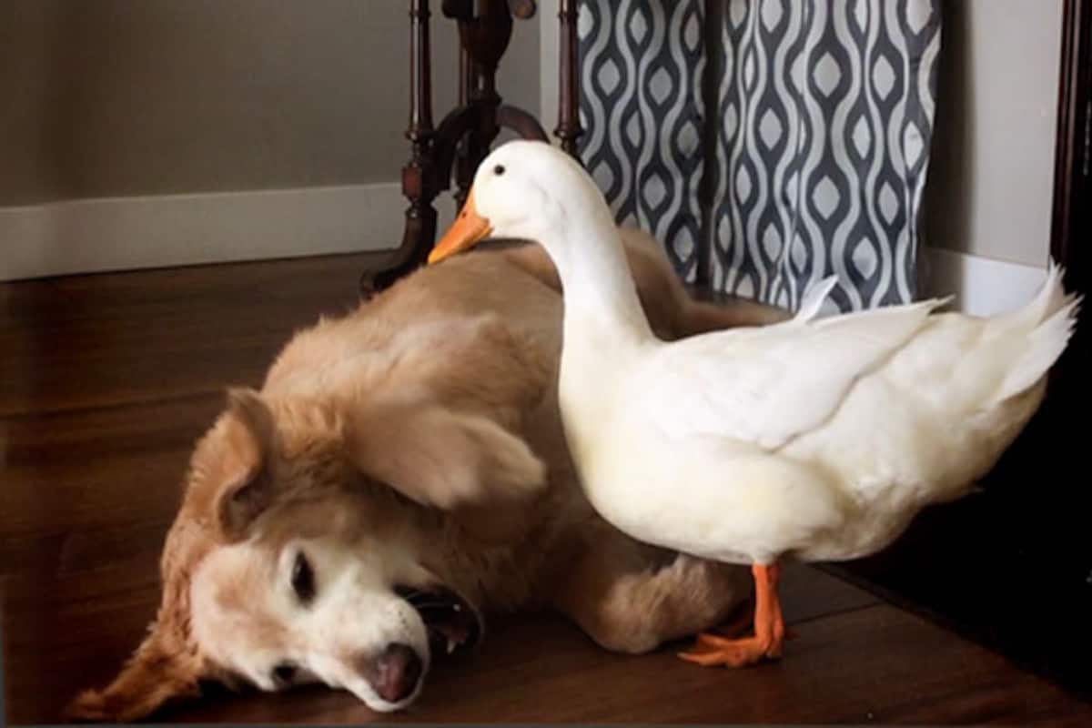 This dog and duck have become the best of friends and are in a 'love-hate'  relationship (Watch cute Video) 
