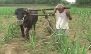 योगी सरकार में बैल के साथ बंधकर हल जोतने को मजबूर है किसान सीताराम