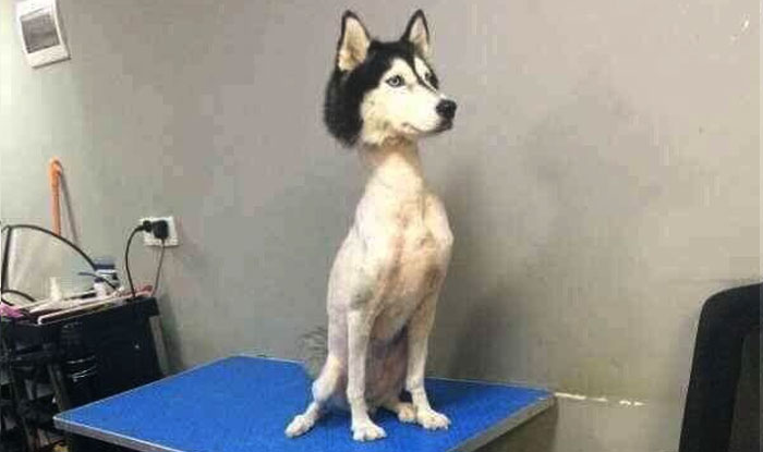 shaved husky