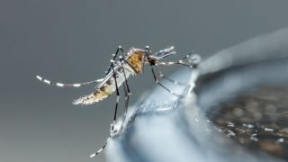 Why Dengue Cases Are Difficult to Abate Why Dengue Cases Are Difficult to Abate