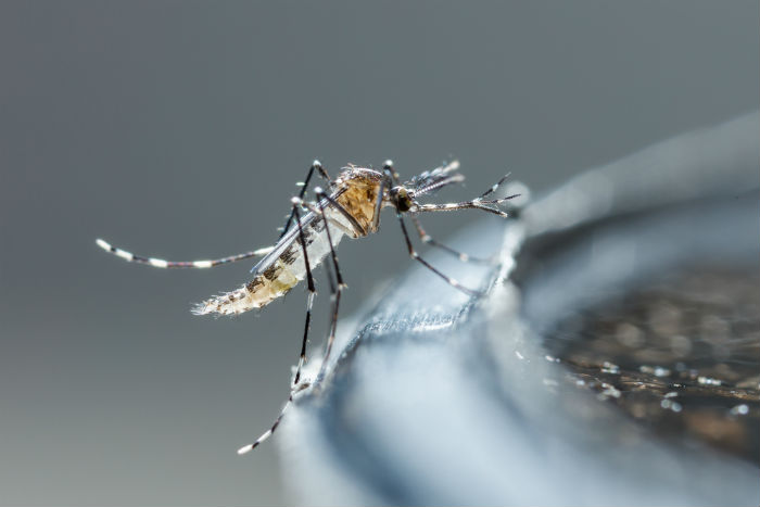 Why Dengue Cases Are Difficult to Abate