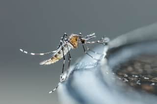 Why Dengue Cases Are Difficult to Abate