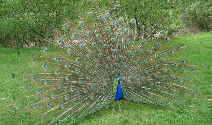 Here Are 6 Places in India Where Birds Like Peacocks Are in Abundance