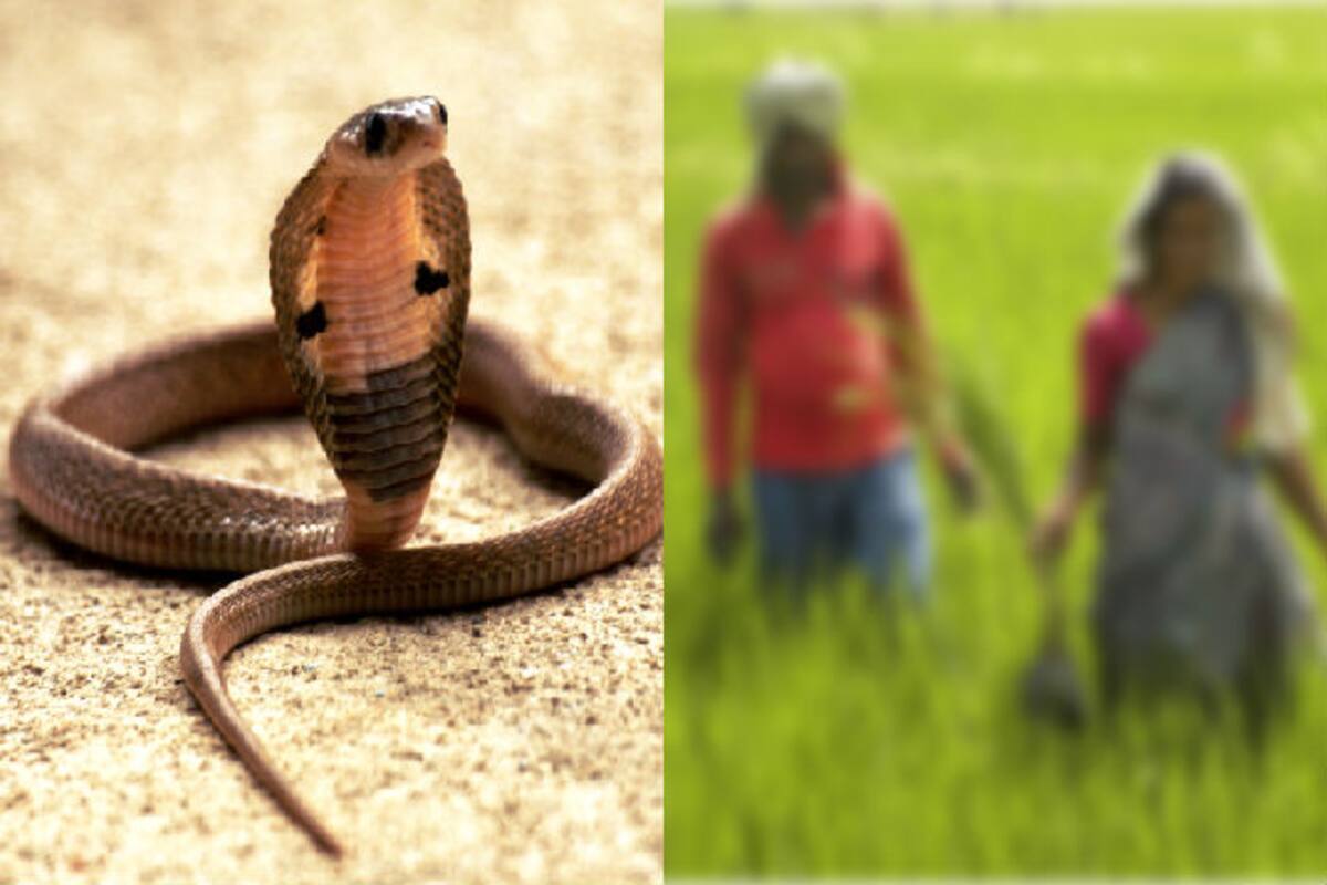 Cobra: Snake catcher in Rajasthan dies within minutes after being bitten by  a cobra - The Economic Times