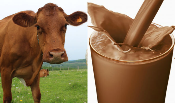 Brown Cows Give Chocolate Milk Too Many American Adults Believe In