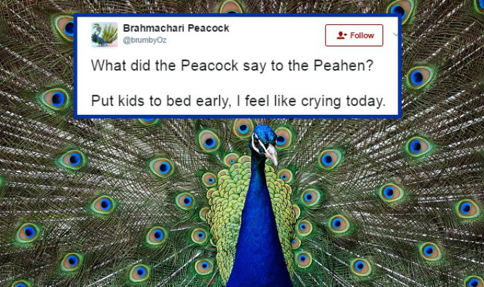 Peacocks Don’t Have Sex Rajasthan Hc Judge’s Claims On ‘brahmachari