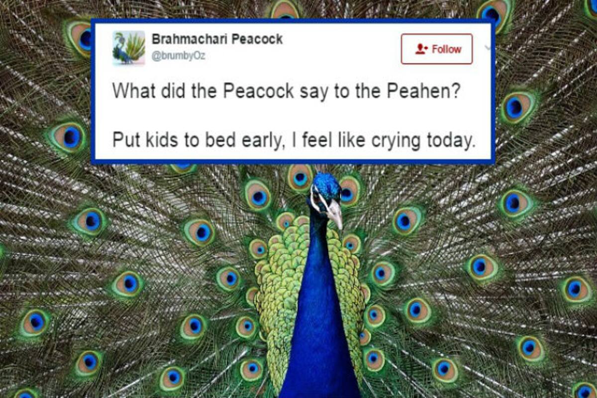 Peacocks Don T Have Sex Rajasthan Hc Judge S Claims On Brahmachari Peacocks Brings Out The Best Jokes On Twitter India Com peacocks don t have sex rajasthan hc