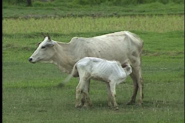 cow1