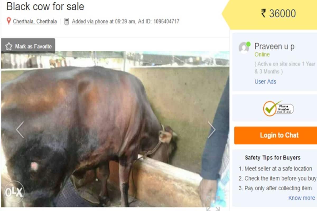 Cows up for sale on OLX after Centre's ban on sale of cows for slaughter |  