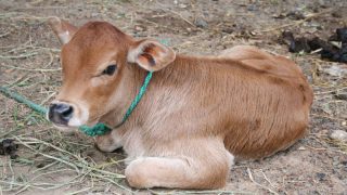 Cow Antibodies May Form Effective Vaccine For AIDS: Study Cow Antibodies May Form Effective Vaccine For AIDS: Study