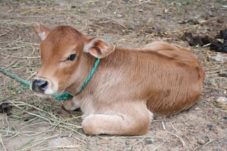 Cow Antibodies May Form Effective Vaccine For AIDS: Study