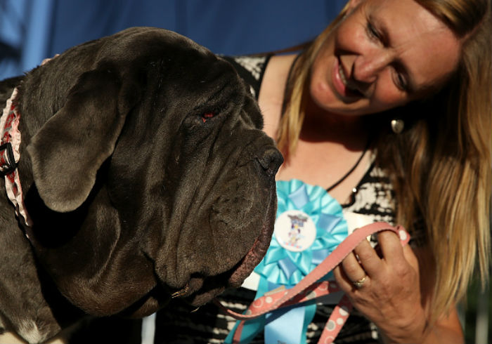 mastiff 1
