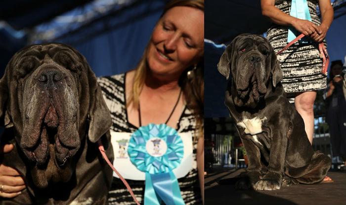 mastiff 2