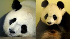 French Zoo Announces First Panda Pregnancy Ever! Giant Panda Huan Huan is Likey to Give Birth in August!