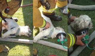 Firemen Rescued a Puppy From a Burning House in California! The Heartwarming Video Will Restore Your Faith in Humanity!