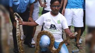 Python Rescued From Air Force Station in Delhi! Seven-Foot-Long Python’s Picture Goes VIRAL! Python Rescued From Air Force Station in Delhi! Seven-Foot-Long Python’s Picture Goes VIRAL!