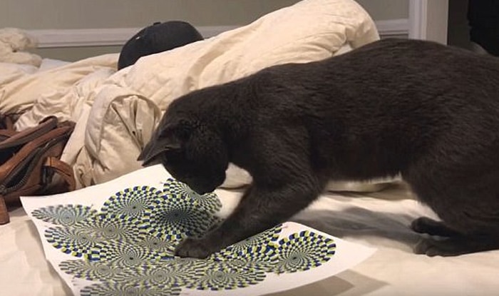 Cats Confusingly Bewildered Moment Watching Optical Illusion Goes Viral Video 