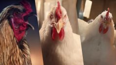 KFC’s The Whole Chicken Flawless Advertisement has Witnessed Worldwide Outrage!
