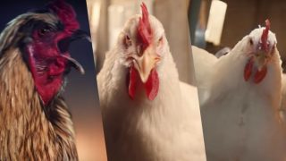 KFC’s The Whole Chicken Flawless Advertisement has Witnessed Worldwide Outrage! KFC’s The Whole Chicken Flawless Advertisement has Witnessed Worldwide Outrage!