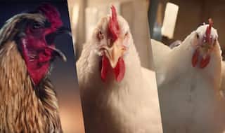 KFC's The Whole Chicken Flawless Advertisement has Witnessed Worldwide Outrage!