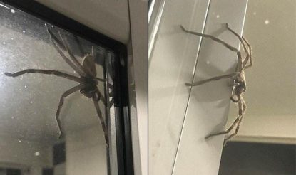 Huge Huntsman Spider Scares Australian Couple As It Appears On Their Glass Door India Com