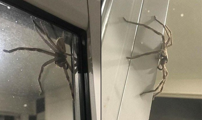Huge Huntsman Spider Scares Australian Couple As It Appears On Their