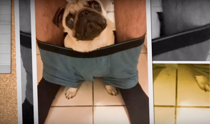 This Pug Is A HUGE Fan Of TV. Now Just Watch How He Shows It... Hilarious!  | LittleThings.com