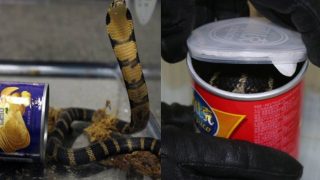 King Cobras Smuggled In Potato Chip Cans! Customs Officers in California Arrest Man Trying to Sneak Deadly Snake King Cobras Smuggled In Potato Chip Cans! Customs Officers in California Arrest Man Trying to Sneak Deadly Snake