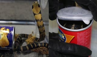 King Cobras Smuggled In Potato Chip Cans! Customs Officers in California Arrest Man Trying to Sneak Deadly Snake