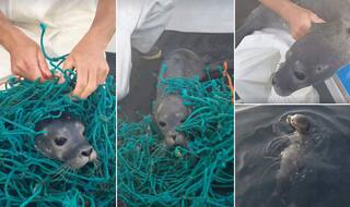 Baby Seal Got Tangled in the Fishing Net in USA; Video of the Rescued Seal Pup Goes Viral!
