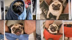 Pug Sitting in Owner’s Pants While he Poops Takes Clingy Relationships to a Difference Level! (Watch Video)