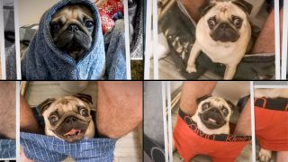 Pug Sitting in Owner’s Pants While he Poops Takes Clingy Relationships to a Difference Level! (Watch Video) Pug Sitting in Owner’s Pants While he Poops Takes Clingy Relationships to a Difference Level! (Watch Video)