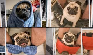 Pug Sitting in Owner’s Pants While he Poops Takes Clingy Relationships to a Difference Level! (Watch Video)