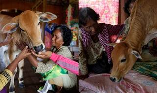 Bizarre! Cambodian Woman Khim Hang Marries Calf; Believes it is Her Reincarnated Husband!