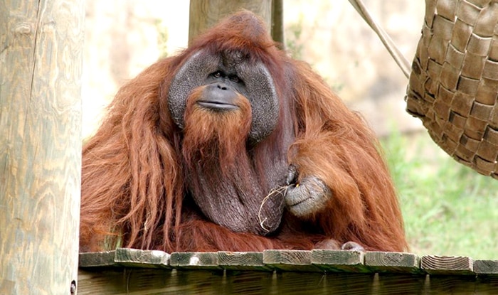 Chantek, The Male Orangutan Who Used Sign Language Dies At Atlanta
