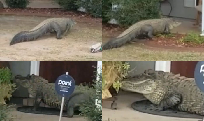 Giant Alligator Comes Knocking At The Front Door Of A House In