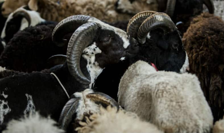 Why Animals Are Sacrificed on Eid al-Adha And Other Facts