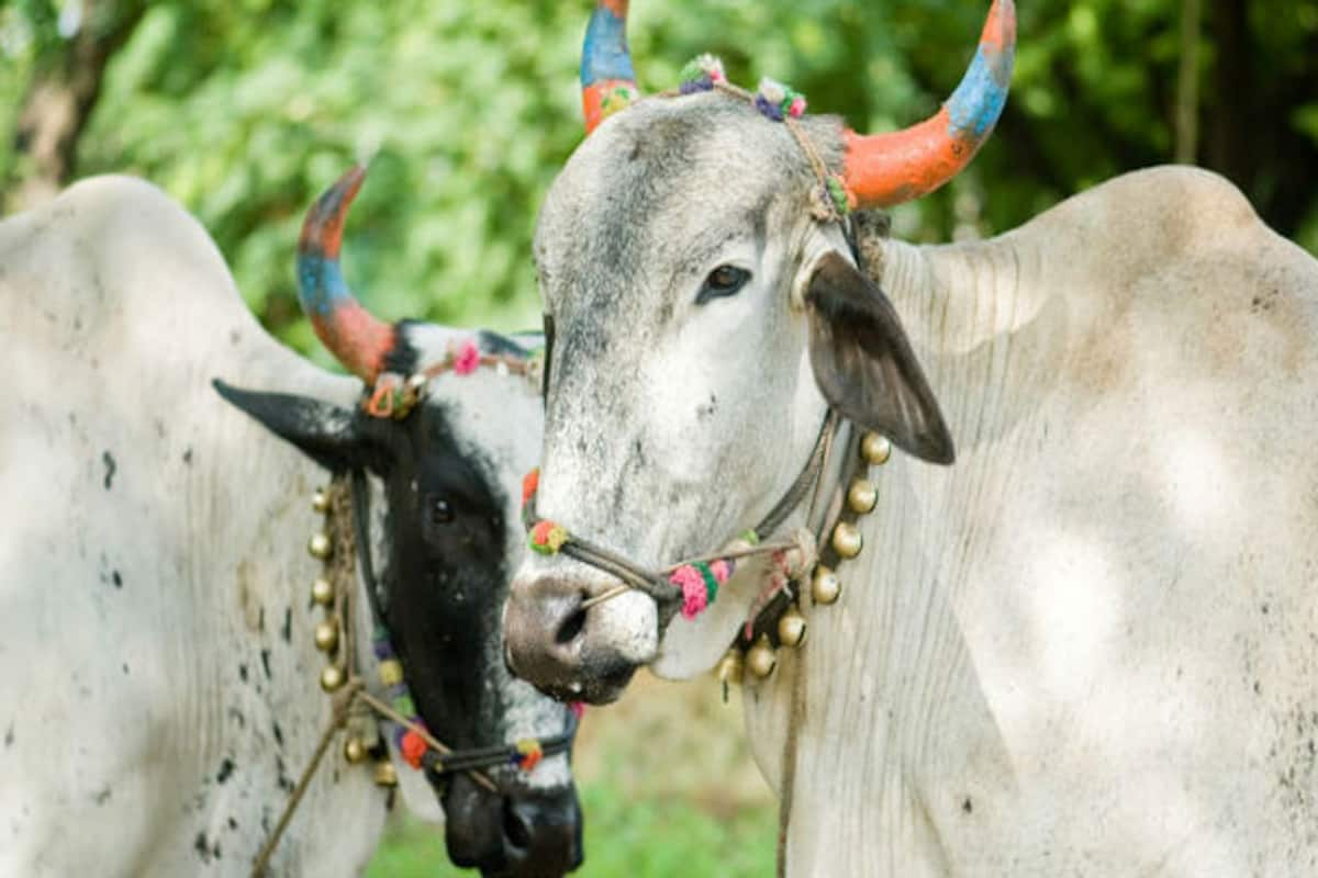 Bail Pola 2017: Significance And Myth of Bull Festival ...