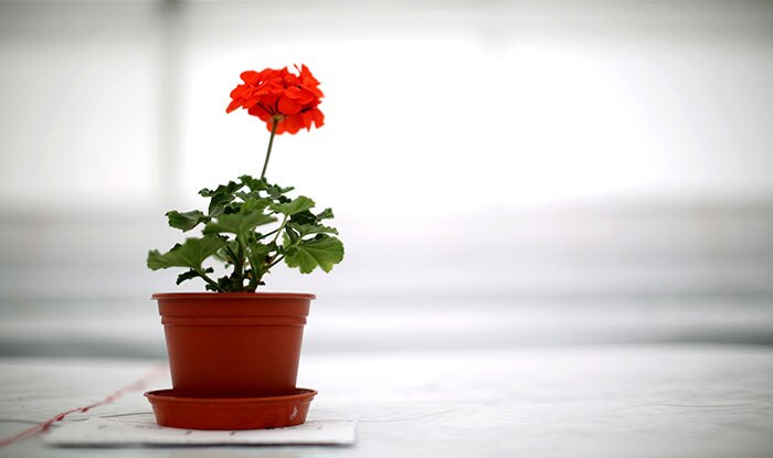 flower pot