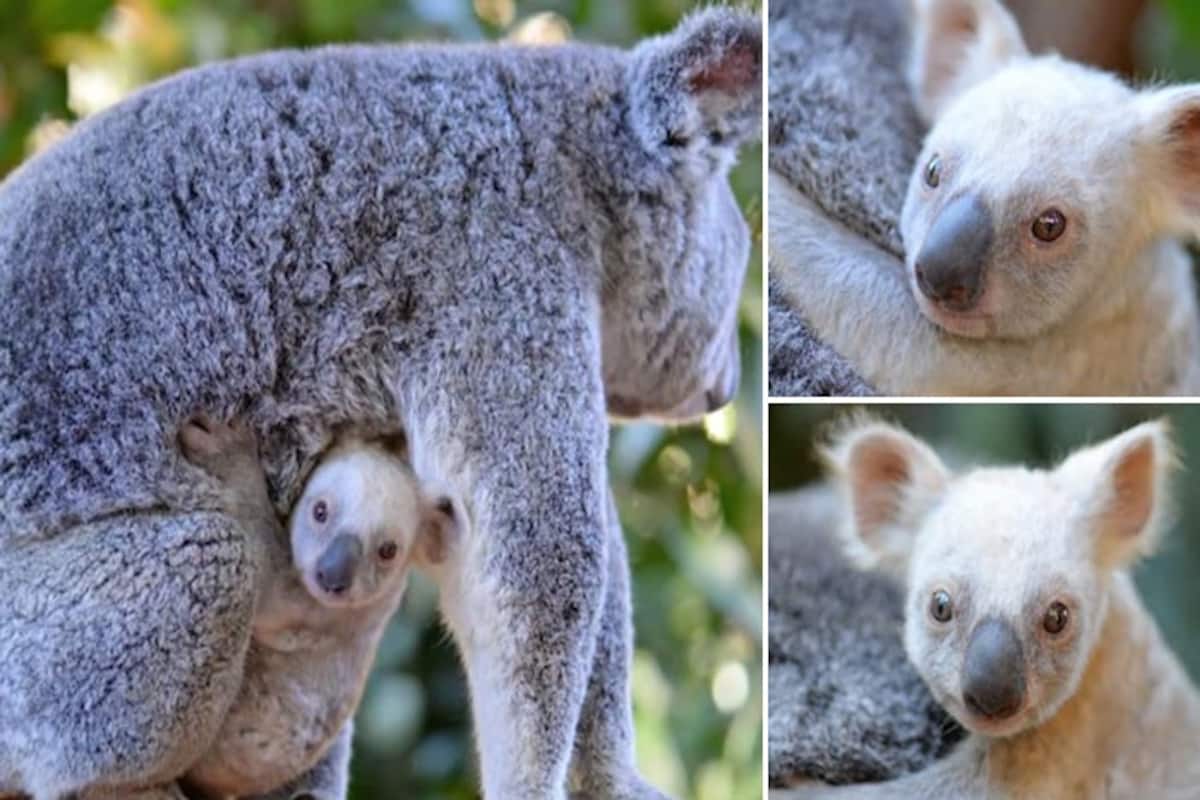This Rare White Baby Koala Bear Is The Cutest Addition In Australia's Zoo |  