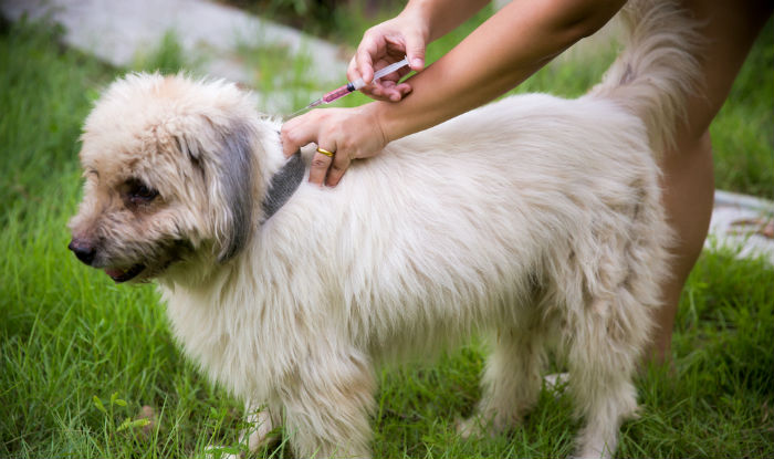 World Rabies Day 2017: Causes, Symptoms and Treatment for Rabies ...