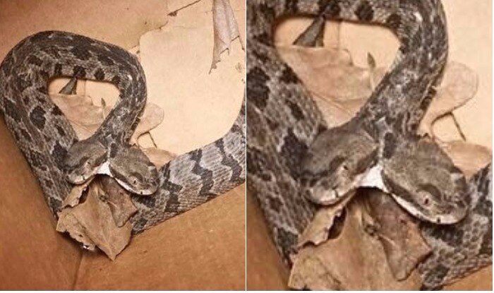 Two-Headed Rattlesnake Found In United States, Pictures Go Viral ...