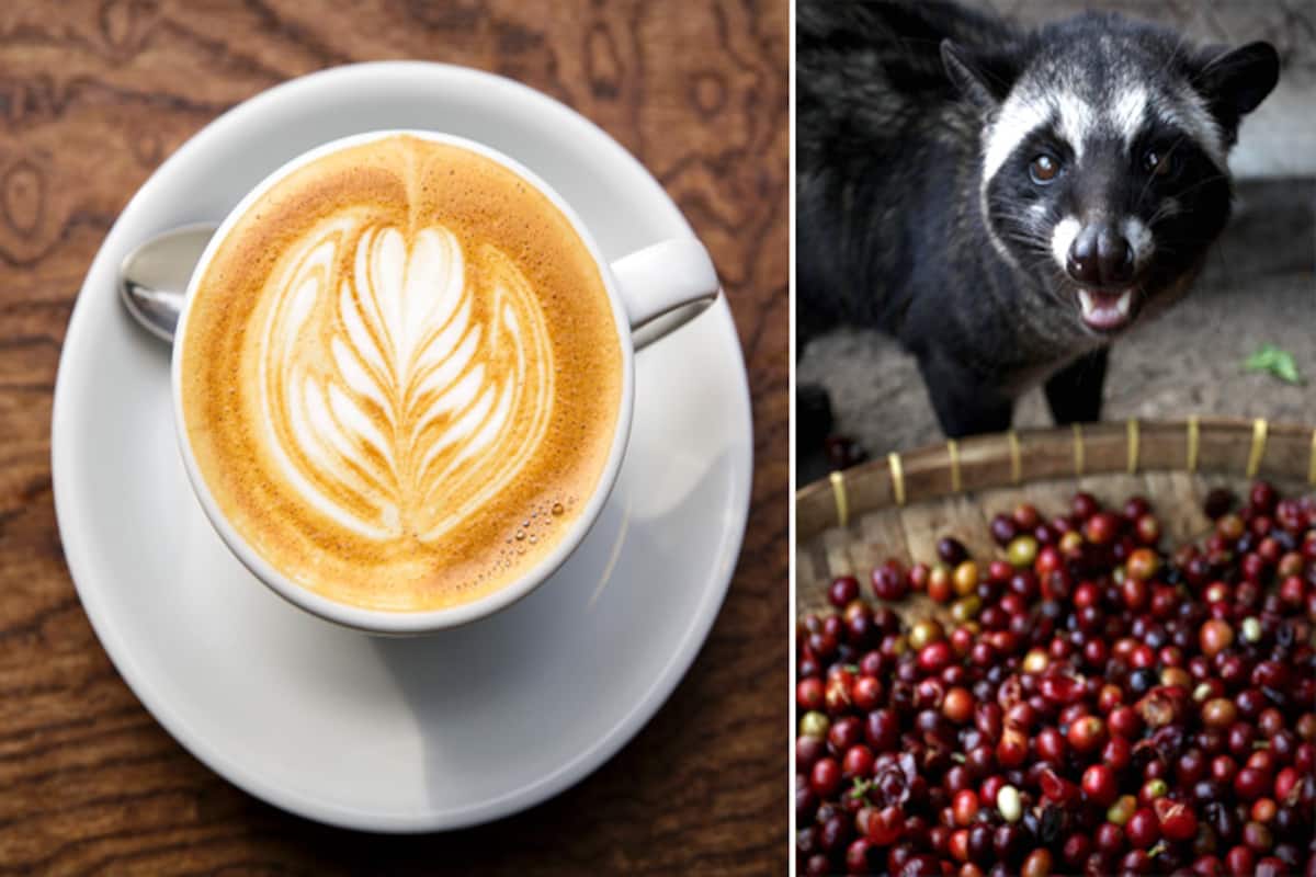 World S Most Expensive Coffee Made From Poop Of Civet Cat To Be Produced In India India Com