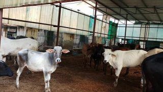 Animals Languish Without Food And Medicine at Shelter, Noida Authority Turns Blind Eye Animals Languish Without Food And Medicine at Shelter, Noida Authority Turns Blind Eye