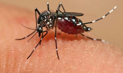 Delhi Dengue Update: दिल्ली में डेंगू का खतरा बढ़ा, आंकड़ा 100 के पार  पहुंचा; जानें अपडेट्स - Delhi dengue latest update over dengue cases in  delhi this year in august - Latest