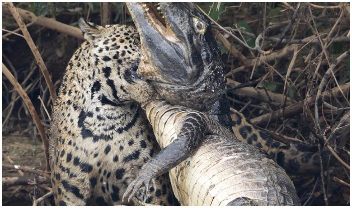 Jaguar Ambushes A Giant Caiman And Kills It With A Bite To The Back Of ...