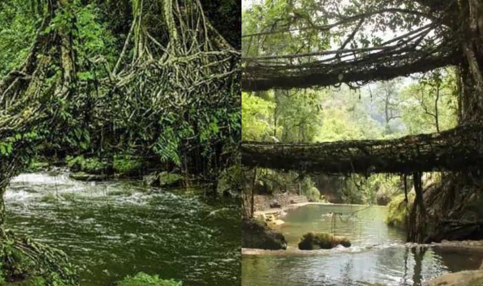 Here is How You Can Reach The Living Root Bridges in Meghalaya