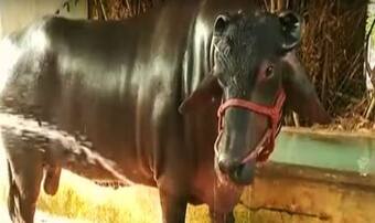 Haryana Animal Fair: Rs 25 Crore Bull 'Shahenshah', With 4 Bodyguards,  Marks Its Attendance For Catwalk 