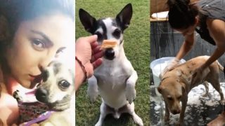 Rahul Gandhi’s Pet Dog Pidi or Sunny Leone’s Bella: Here is a List of Famous Indian Celeb Pets Rahul Gandhi’s Pet Dog Pidi or Sunny Leone’s Bella: Here is a List of Famous Indian Celeb Pets