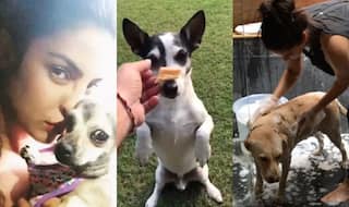 Rahul Gandhi’s Pet Dog Pidi or Sunny Leone’s Bella: Here is a List of Famous Indian Celeb Pets